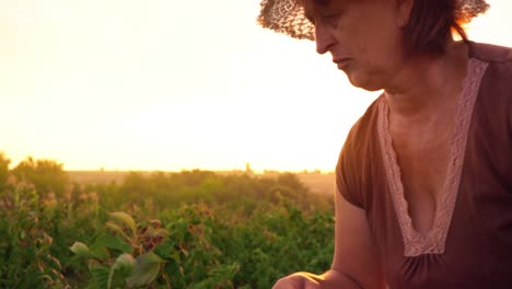 An-elderly-woman-in-a-brown-T-shirt-and-a-white-hat-rips-raspberry-berries-from-a-bush-and-puts-them-in-a-white-bowl,-a-raspberry-picker-harvesting-on-a-sunset-background