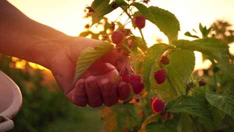 Primer-plano-de-una-mano-femenina-que-se-ajusta-suavemente-apagado-un-frambuesas-maduras-de-un-arbusto-en-un-fondo-puesta-de-sol,-cosecha-de-frambuesas-en-un-selector-de-plantación,-frambuesa