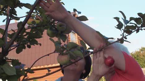 Senior-Garten-Frau-Ernte-Reifen-Apfel-in-Obstgarten-am-Sommertag