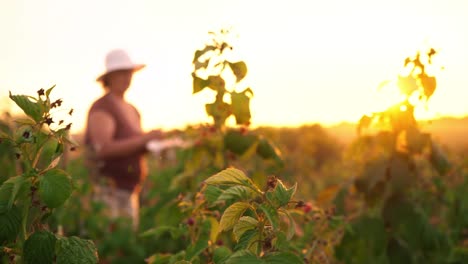 An-elderly-woman-collects-raspberries-at-sunset.-Organic-food.