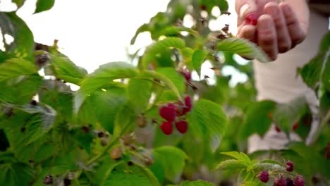 An-elderly-woman-collects-raspberries-at-sunset.-Organic-food.