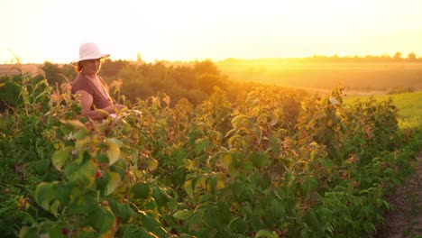 Una-anciana-recoge-frambuesas-al-atardecer.-Alimentos-orgánicos.