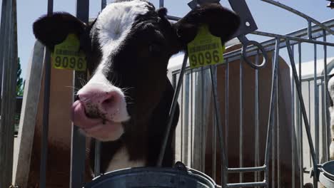 Curious-calf-in-the-aviary