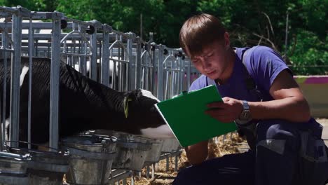 Male-worker-is-checking-condition-of-calves-at-the-farm