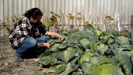 Una-mujer-sentada-en-un-jardín-de-vegetales-y-cuidar-para-las-cabezas-de-repollo-en-un-soleado-día-de-otoño.-De-cerca.-4-K.-25-fps.