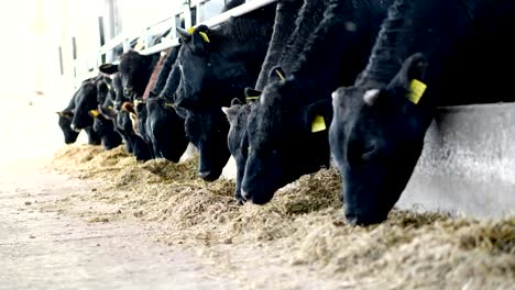 agriculture-livestock-farm-or-ranch.-a-large-cowshed,-barn.-Row-of-cows,-big-black-purebred,-breeding-bulls-eat-hay