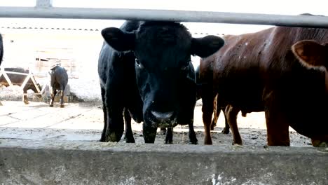 close-up.-Junger-Stier-kaut-Heu.-Fliegen-Fliegen-umher.-Zeile-der-Kühe,-große-schwarze-reinrassige,-Zuchtbullen-fressen-Heu.-Landwirtschaft-Viehzucht-Farm-oder-Ranch.-einen-großen-Stall,-Scheune