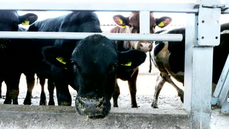 close-up.-Junger-Stier-in-die-Kamera-schaut-kaut-Heu.-Fliegen-Fliegen-umher.-Zeile-der-Kühe,-große-schwarze-reinrassige,-Zuchtbullen-fressen-Heu.-Landwirtschaft-Viehzucht-Farm-oder-Ranch.-einen-großen-Stall,-Scheune