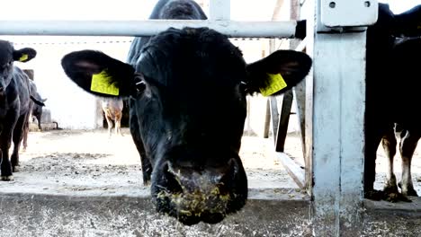 close-up.-young-bull-looking-at-the-camera,-chews-hay.-flies-fly-around.-Row-of-cows,-big-black-purebred,-breeding-bulls-eat-hay.-agriculture-livestock-farm-or-ranch.-a-large-cowshed,-barn