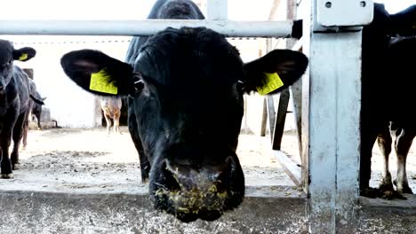 close-up.-Junger-Stier-in-die-Kamera-schaut-kaut-Heu.-Fliegen-Fliegen-umher.-Zeile-der-Kühe,-große-schwarze-reinrassige,-Zuchtbullen-fressen-Heu.-Landwirtschaft-Viehzucht-Farm-oder-Ranch.-einen-großen-Stall,-Scheune