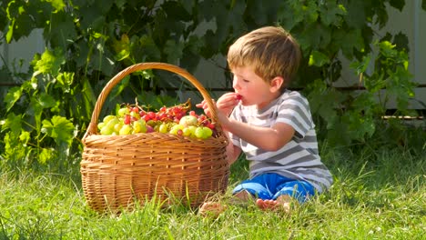 Fruit-garden