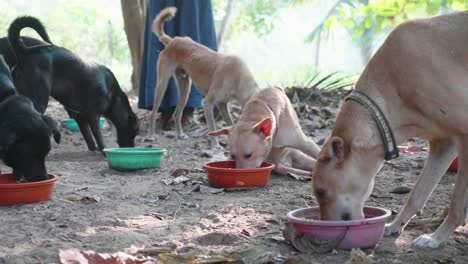 Alimentación-en-perrera.-Perros-hambrientos-comen-su-comida-en-el-Santuario-de-perro