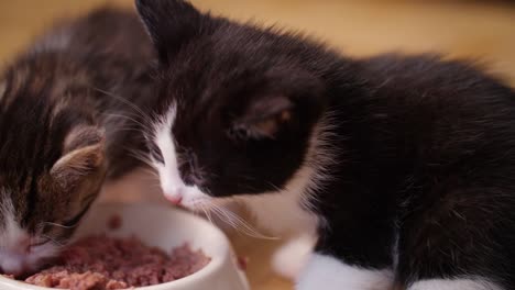 Kittens-eating-food-together-from-one-bowl