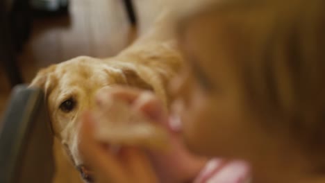 A-dog-begging-as-a-little-girl-eats-a-pancake-with-her-hands,-close-up