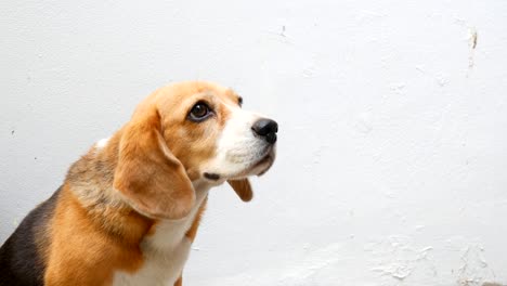 Owner-feeding-orange-fruit-to-beagle