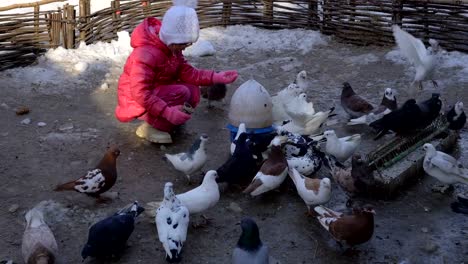 Niña-alimentando-palomas-domésticas.-Las-palomas-comen-grano-cerca-de-la-chica.-La-chica-está-contenta-con-este-trabajo.-Día-frío-de-primavera.