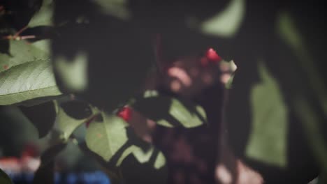 4K-Summer-Shot,-Woman-Eating-Cherry-from-Tree