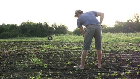 Agricultor-elimina-las-malas-hierbas-por-azada-en-campo-del-maíz-con-crecimiento-joven-organick-eco-Farm