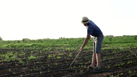 Farmer-removes-weeds-by-hoe-in-corn-field-with-young-growth-at-organick-eco-farm