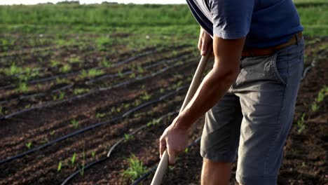 Agricultor-elimina-las-malas-hierbas-por-azada-en-campo-del-maíz-con-crecimiento-joven-organick-eco-Farm