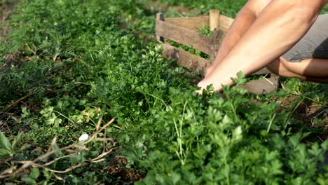 Farmer-in-hat-harvesting-fresh-parsley-by-knife-on-the-field-of-organic-eco-farm