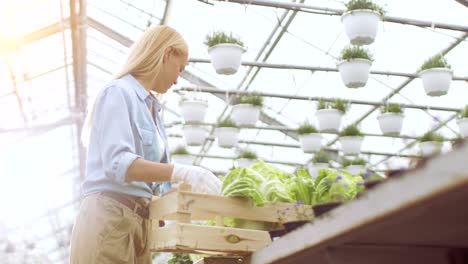 Duro-trabajo-granjero-de-sexo-femenino-paquetes-caja-con-verduras.-Trabaja-felizmente-en-soleado-invernadero-Industrial.-Diversas-plantas-que-crecen-a-su-alrededor.