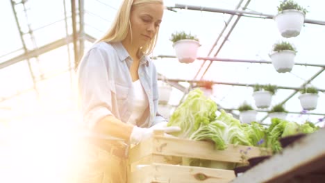 Duro-trabajo-granjero-de-sexo-femenino-paquetes-caja-con-verduras.-Trabaja-felizmente-en-soleado-invernadero-Industrial.-Diversas-plantas-que-crecen-a-su-alrededor.