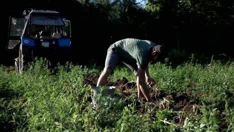 Joven-agricultor-cosecha-papas-en-cubo-en-el-campo-en-la-granja-orgánica