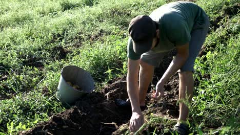 Joven-agricultor-cosecha-papas-en-cubo-en-el-campo-en-la-granja-orgánica