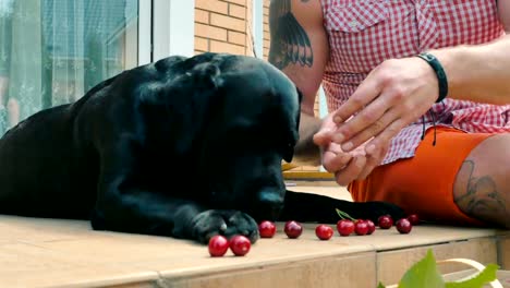 Der-Hund-Essen-Kirschen-aus-Hände-des-Mannes