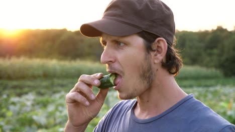 Granjero-de-pie-en-el-campo-de-la-granja-orgánica,-comer-pepino-maduro-fresco-y-sonriente