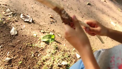 Closeup-of-young-boy-ripping-tree-surface-from-a-branch-in-4k-clip-resolution