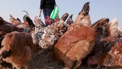 Close-up-of-free-range-chickens-being-fed-corn-from-a-sack