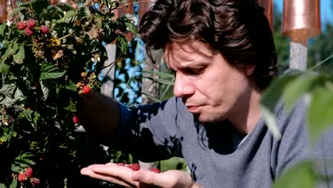 Young-brunet-man-eats-raspberries,-tearing-it-from-the-bushes-in-the-country.