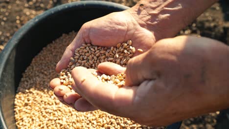 The-grain-is-in-the-hands-of-the-farmer,-men's-hands-are-picking-wheat-from-a-bucket-and-pouring-from-hand-to-hand