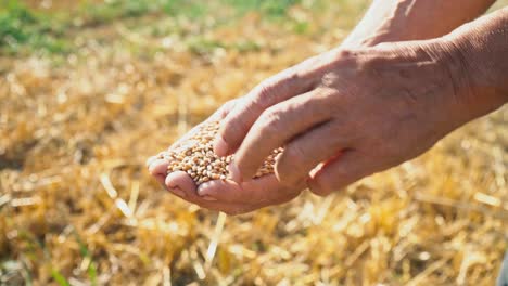 El-grano-está-en-las-manos-del-trabajador,-el-agricultor-evalúa-la-calidad-del-grano,-el-hombre-examina-y-analiza-el-trigo-en-la-palma-de-su-mano