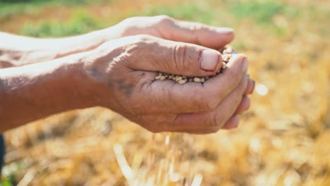 El-grano-está-en-manos-del-granjero,-trigo-se-vierte-a-través-de-los-dedos-del-hombre-en-el-campo