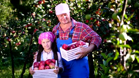 Recogiendo-manzanas-en-granja,-en-el-jardín.-en-caliente-y-soleada-mañana-de-otoño.-Retrato-de-familia-de-agricultores,-papá-e-hija-sosteniendo-en-sus-manos-las-cajas-de-madera-con-maduras-manzanas-orgánicas,-sonriendo