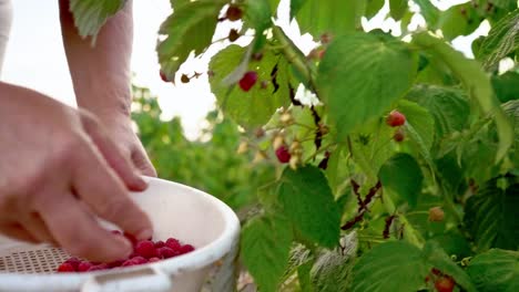 Close-up-of-a-female-hand-that-gently-snaps-off-a-ripe-raspberries-from-a-bush-in-daylight,-harvesting-raspberries-on-a-plantation,-raspberry-picker