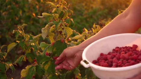 Primer-plano-de-una-mano-femenina-que-se-ajusta-suavemente-apagado-un-frambuesas-maduras-de-un-arbusto-en-un-fondo-puesta-de-sol,-cosecha-de-frambuesas-en-un-selector-de-plantación,-frambuesa