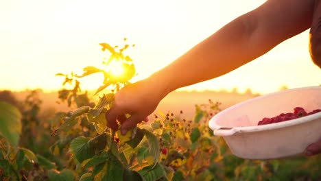 An-elderly-woman-in-a-brown-T-shirt-and-a-white-hat-rips-raspberry-berries-from-a-bush-and-puts-them-in-a-white-bowl,-a-raspberry-picker-harvesting-on-a-sunset-background