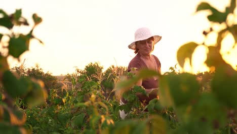 Eine-ältere-Frau-sammelt-Himbeeren-bei-Sonnenuntergang.-Bio-Lebensmittel.