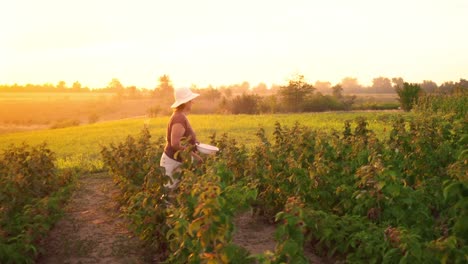 Eine-ältere-Frau-sammelt-Himbeeren-bei-Sonnenuntergang.-Bio-Lebensmittel.