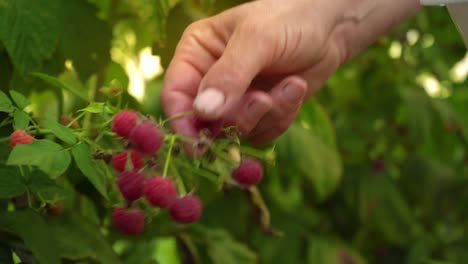 Eine-ältere-Frau-sammelt-Himbeeren-bei-Sonnenuntergang.-Bio-Lebensmittel.