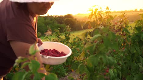 Eine-ältere-Frau-sammelt-Himbeeren-bei-Sonnenuntergang.-Bio-Lebensmittel.