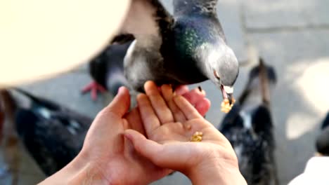 VENICE,-ITALY---JULY-7,-2018:-close-up,-tourists-feed-pigeons-from-hands,-in-Venice.-tame-pigeons