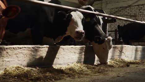 Cowshed-with-many-cows