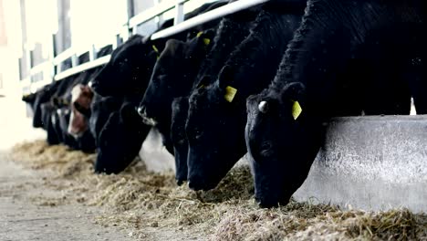 Agricultura-Ganadería-granja-o-rancho.-un-gran-establo,-granero.-Fila-de-vacas,-raza-pura-negro-grande,-toros-de-cría-comer-heno