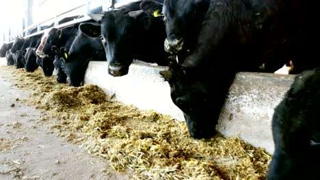 agriculture-livestock-farm-or-ranch.-a-large-cowshed,-barn.-Rows-of-cows,-big-black-purebred,-breeding-bulls-eat-hay