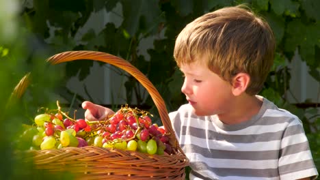 Jardín-de-frutas